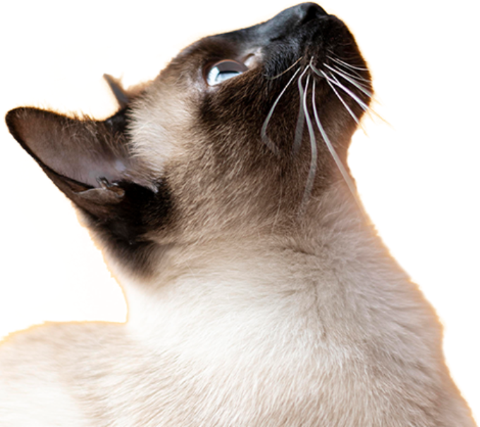 cat_preguntas_frecuentes