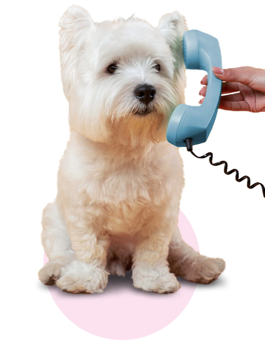 dog_phone